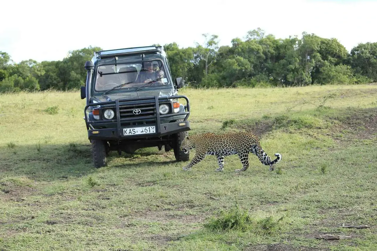 game drive in masai mara